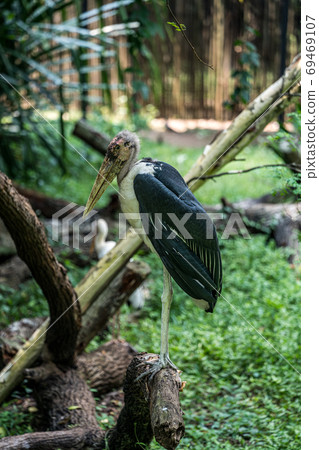 African Bald Stork African Bald Stork 69469107