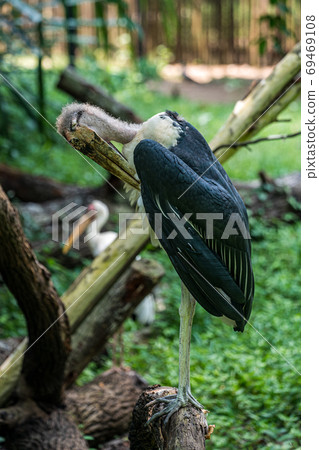 African Bald Stork 69469108