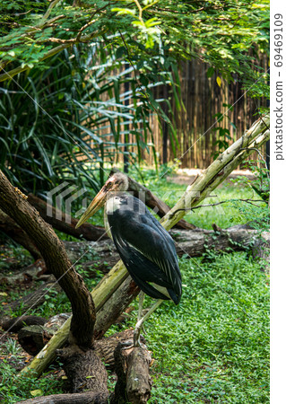 African Bald Stork 69469109