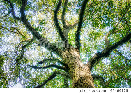 The Trunk of Old Linden Tree. Lower Angle of Linden Tree Foliage in Sunlight 69469176