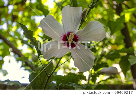 White hibiscus flower with yellow pestle and magenta center in the garden among green trees White hibiscus flower with yellow pestle and magenta center in the garden among green trees 69469217