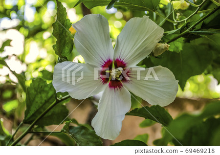 In the shade under the trees in the garden blooms white hibiscus flower with yellow pestle and magenta in the middle 69469218