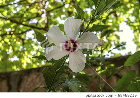White hibiscus flower with yellow pistil and purple center on a background of green trees White hibiscus flower with yellow pistil and purple center on a background of green trees 69469219