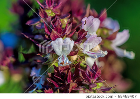 Basil flower in the garden 69469407