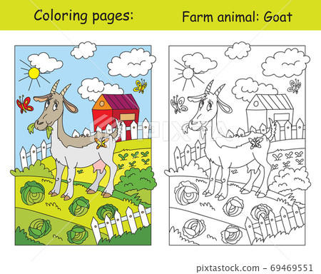 Coloring and color Goat Coloring and color Goat 69469551