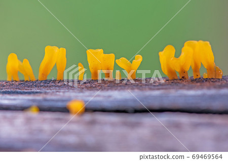 Yellow Mushrooms on the trees 69469564
