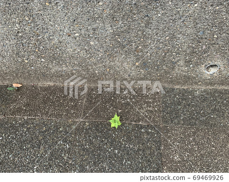 The weeds that live in asphalt depressions 69469926