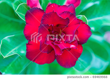 red azaleas flowers green background red azaleas flowers green background 69469988