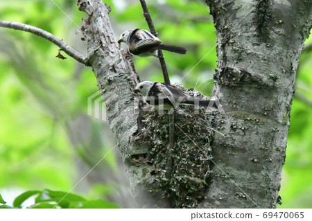 Spring-tailed Tit, a long-tailed tit raising children in a fresh green forest in spring Spring-tailed Tit, a long-tailed tit raising children in a fresh green forest in spring 69470065