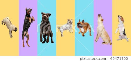 Creative collage of different breeds of dogs on colorful background Creative collage of different breeds of dogs on colorful background 69471500