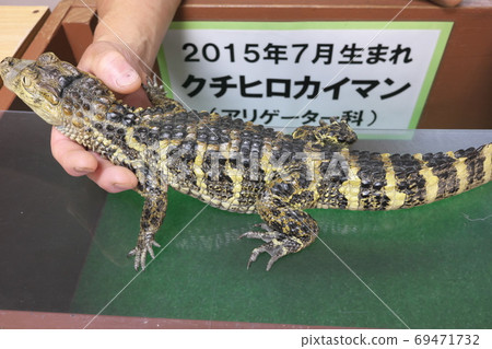 Atagawa Banana Crocodile Garden Kuchihiro Kaiman Atagawa Banana Crocodile Garden Kuchihiro Kaiman 69471732