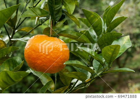 Citrus Fruit Tree 69471888