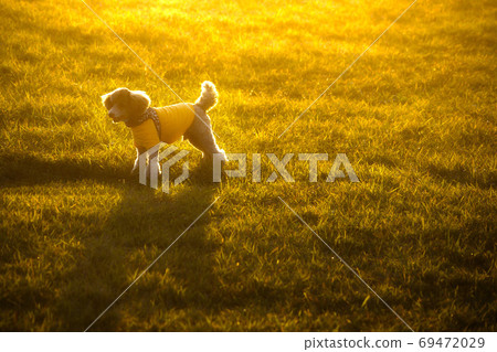 貴賓犬被夕陽照亮 貴賓犬被夕陽照亮 69472029