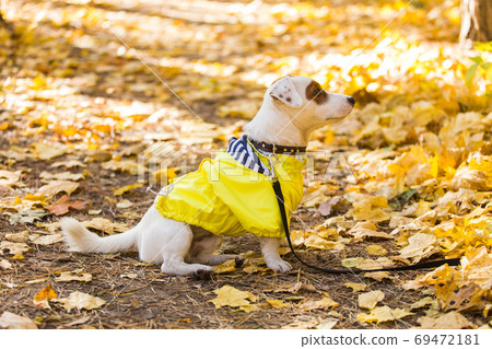 Amazing jack russell terrier in leaves in autumn. Pet and dog concept. Amazing jack russell terrier in leaves in autumn. Pet and dog concept. 69472181