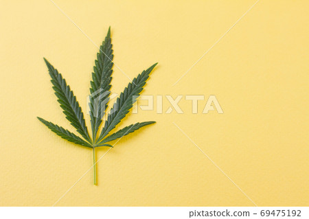 A cannabis leaf lies on a yellow background. 69475192