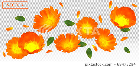 3D realistic marigold flower with green leaf. Yellow calendula flower in motion. Beautiful marigold background. Falling flower calendula. Vector illustration 69475284