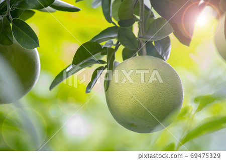 柚子樹,柚子,中秋,グレープフルーツの木、グレープフルーツ、中秋節、Grapefruit tree, 柚子樹,柚子,中秋,グレープフルーツの木、グレープフルーツ、中秋節、Grapefruit tree, 69475329