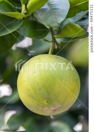 Grapefruit tree, grapefruit, Mid-Autumn Festival, グレープフルーツの木, グレープフルーツ, Mid-Autumn Festival, Grapefruit tree, 69475331