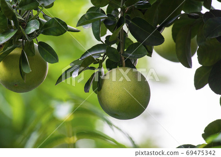 柚子樹，柚子，中秋，グレープフルーツの木、グレープフルーツ、中秋節、Grapefruit tree, 69475342