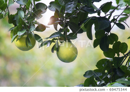 柚子樹,柚子,中秋,グレープフルーツの木、グレープフルーツ、中秋節、Grapefruit tree, 柚子樹,柚子,中秋,グレープフルーツの木、グレープフルーツ、中秋節、Grapefruit tree, 69475344