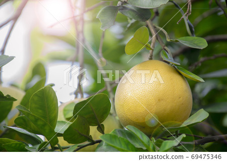 Grapefruit tree, grapefruit, Mid-Autumn Festival, グレープフルーツの木, グレープフルーツ, Mid-Autumn Festival, Grapefruit tree, Grapefruit tree, grapefruit, Mid-Autumn Festival, グレープフルーツの木, グレープフルーツ, Mid-Autumn Festival, Grapefruit tree, 69475346