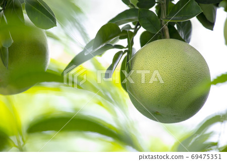 柚子樹,柚子,中秋,グレープフルーツの木、グレープフルーツ、中秋節、Grapefruit tree, 柚子樹,柚子,中秋,グレープフルーツの木、グレープフルーツ、中秋節、Grapefruit tree, 69475351