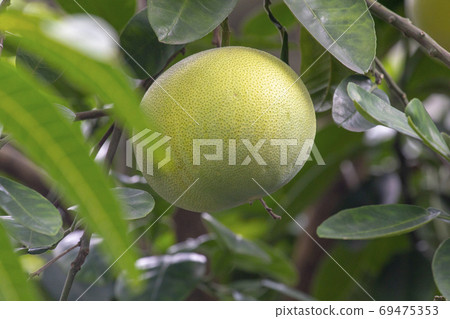 Grapefruit Tree Grapefruit Mid Autumn Stock Photo