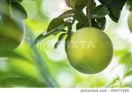 Grapefruit tree, grapefruit, Mid-Autumn Festival, グレープフルーツの木, グレープフルーツ, Mid-Autumn Festival, Grapefruit tree, 69475369