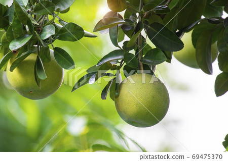 Grapefruit Tree Grapefruit Mid Autumn Stock Photo