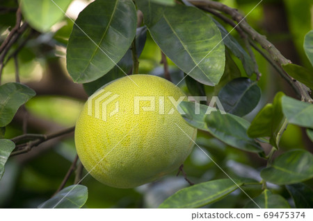 Grapefruit tree, grapefruit, Mid-Autumn Festival, グレープフルーツの木, グレープフルーツ, Mid-Autumn Festival, Grapefruit tree, 69475374