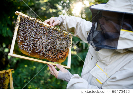 Portrait of man beekeeper holding honeycomb frame full of bees in apiary. Portrait of man beekeeper holding honeycomb frame full of bees in apiary. 69475433