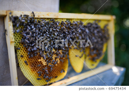 Close-up of honeycomb frame full of bees. Close-up of honeycomb frame full of bees. 69475434