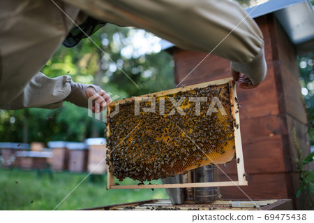 Man beekeeper holding honeycomb frame full of bees in apiary. Man beekeeper holding honeycomb frame full of bees in apiary. 69475438