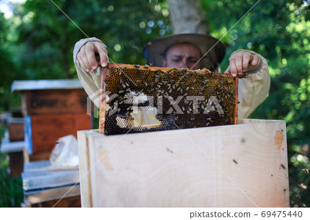Portrait of man beekeeper holding honeycomb frame full of bees in apiary. Portrait of man beekeeper holding honeycomb frame full of bees in apiary. 69475440