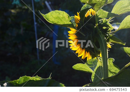 季節性背景素材夏天夏 69475543