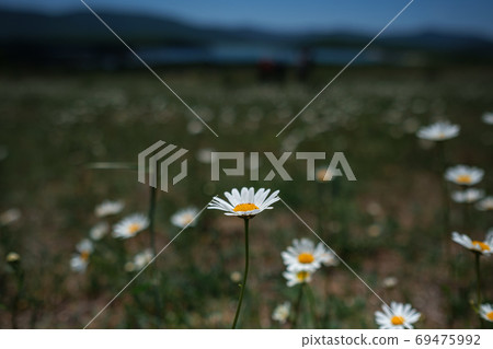 white Chamomile in the field, spring mood. 69475992
