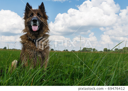 German shepherd dog sitting in green grass German shepherd dog sitting in green grass 69476412