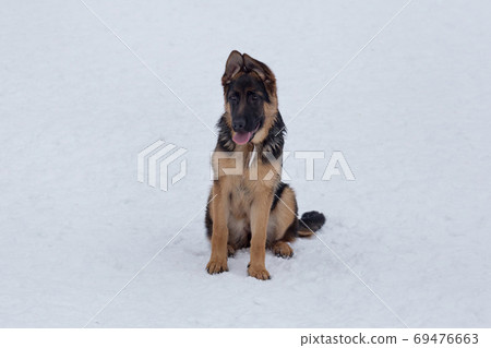 German shepherd dog puppy sitting on a white snow. German shepherd dog puppy sitting on a white snow. 69476663