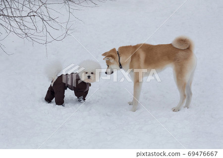 Cute akita inu puppy and bichon frise puppy. 69476667