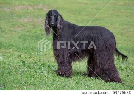 can a afghan hound live in qatar