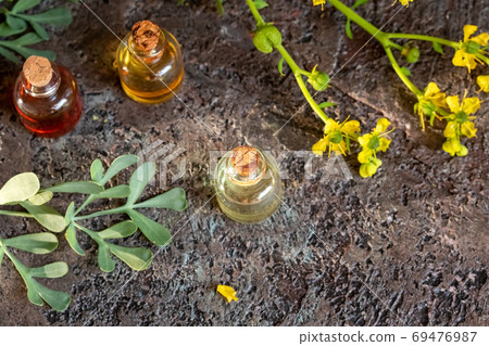 A bottle of essential oil with fresh common rue plant 69476987