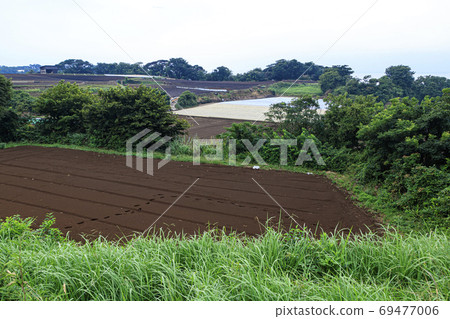 Field where cultivation of radish, a specialty of the Shonan Miura Peninsula, started (early autumn) 69477006