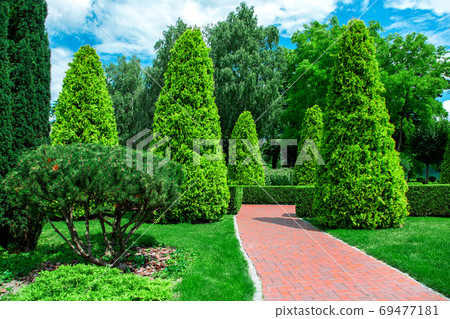 back yard with red tile path for walks among evergreen thuja and evergreen hedge of shrubs in a garden with pine plants. 69477181