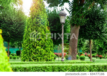 a post with a lantern made of iron and a glass shade in retro style in a park among shrubs of thuja bushes and deciduous trees with sun flare. 69477186