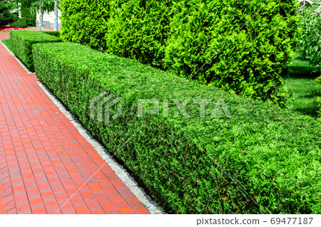 hedge of sheared square thuja bushes along the red pedestrian sidewalk in the backyard garden on a sunny summer day. hedge of sheared square thuja bushes along the red pedestrian sidewalk in the backyard garden on a sunny summer day. 69477187