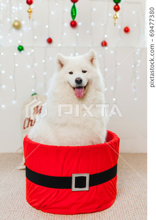 Cute Samoyed dog in a red gift box for Christmas. 69477380