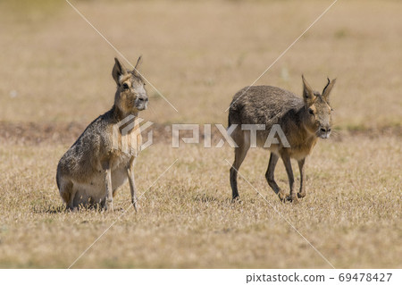 Patagonian cavy, Patagonia , Argentina 69478427