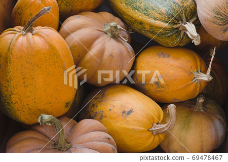Lots of pumpkins from the autumn harvest. Lots of pumpkins from the autumn harvest. 69478467