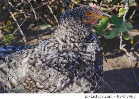 Speckled hen on the farm. 69478468