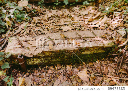 autumn leaves in forest fall season 69478885